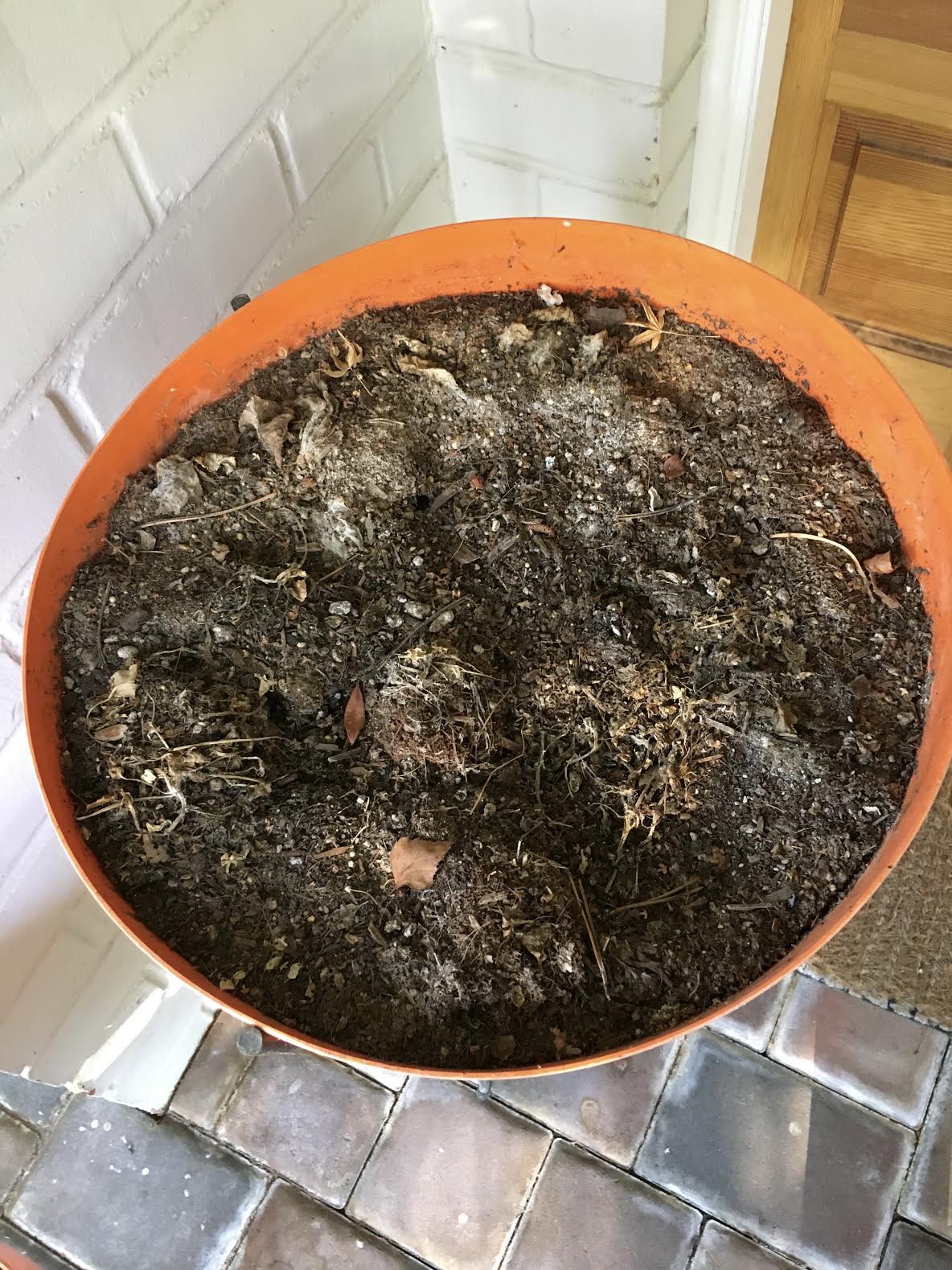 dead-plant dead-plant